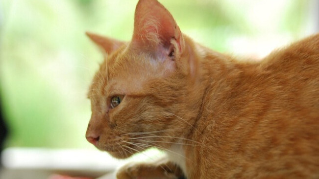 Digigit Kucing Bisa Berbahaya hingga Kemungkinan Terkena 4 Penyakit