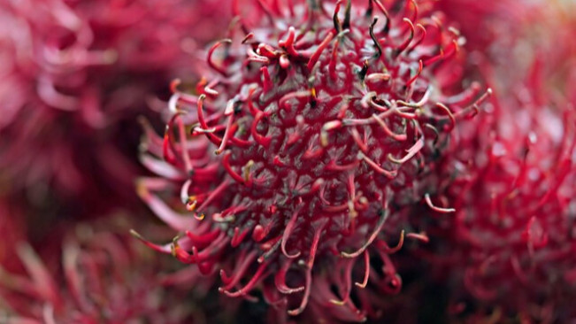 Ternyata Ini Penyebab Rambutan Banyak Semutnya, Bukan Karena Manis Buah