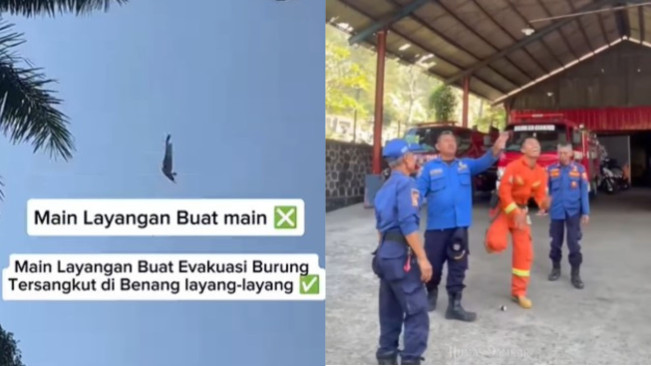 Viral Damkar Cianjur Evakuasi Burung Hantu dengan Terbangkan Layang-Layang