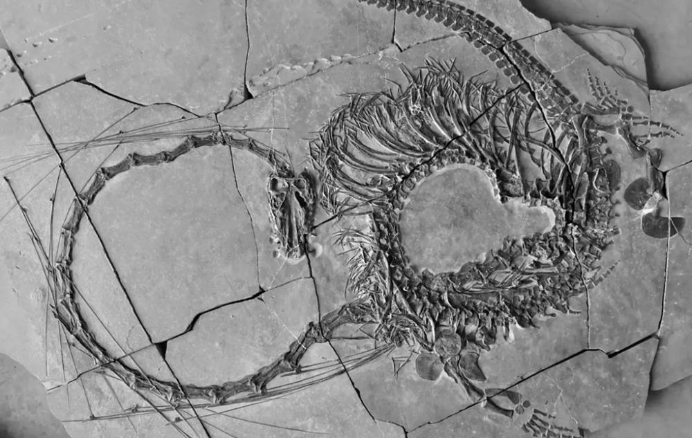 Fosil Naga laut leher panjang ditemukan di Guizhou, China. [National Museums Scotland]