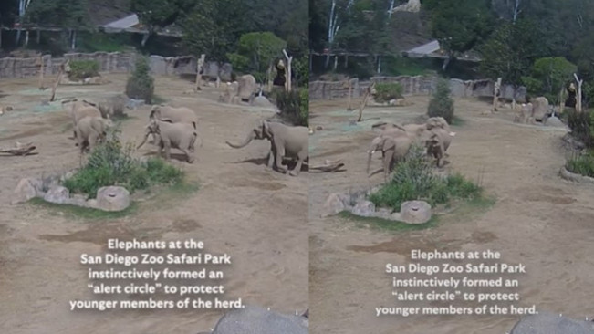 Viral Kumpulan Gajah Bentuk Formasi Berlindung saat Terjadi Gempa California