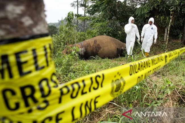 Bayi Gajah Ditemukan Mati di Aceh Jaya