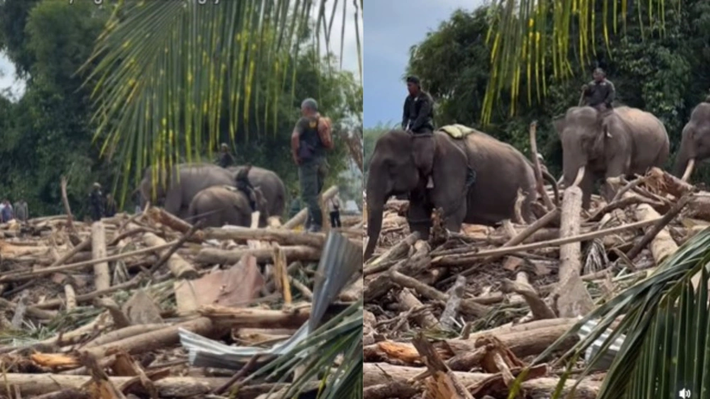 Gajah dikerahkan bersihkan gelondongan kayu. [Instagram]