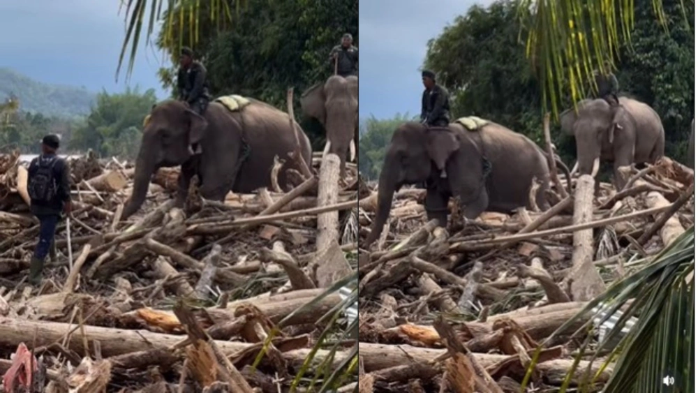 Kerahkan Gajah Bersihkan Gelondongan Kayu Banjir, BKSDA Aceh Jadi Incaran Hujatan Netizen