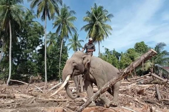 Pascabanjir Aceh, Penggunaan Gajah Picu Kritik Pemerhati Lingkungan