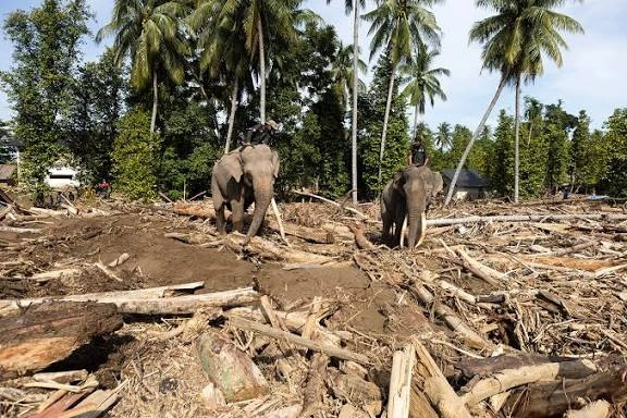 Gajah Sumatera Dilibatkan Pascabanjir