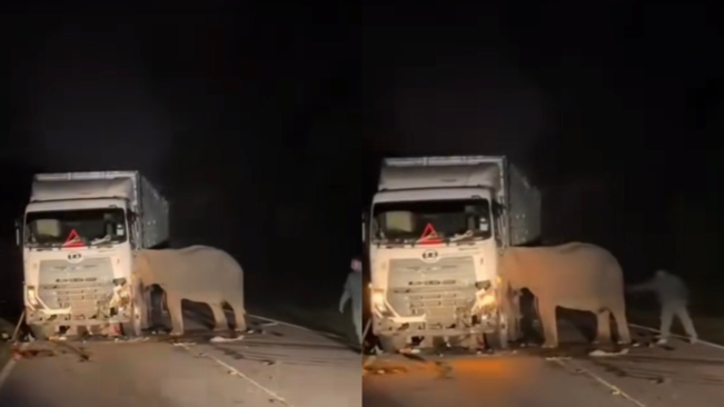 Viral Momen Haru Induk Gajah Tak Mau Tinggalkan Anaknya yang Mati Tertabrak Bus