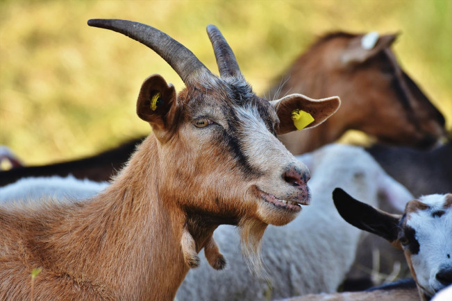 Ilustrasi Kambing (Pixabay)
