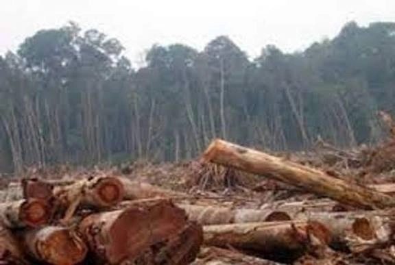 Fakta Baru Kerusakan Hutan Lampung, Siapa Dalang Illegal Logging?