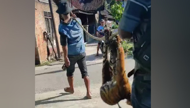 Harimau Sumatera Mati Terjerat Perangkap di Madina