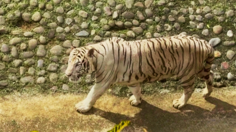 Ini harimau putih jenis Benggala milik Gubernur DKI Jakarta Pramono Anung yang telah lama dititip di Taman Margasatwa Ragunan, Jaksel. [Ist]