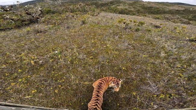Harimau Sumatera 'Senja' Dilepasliarkan ke TNGL Naik Helikopter