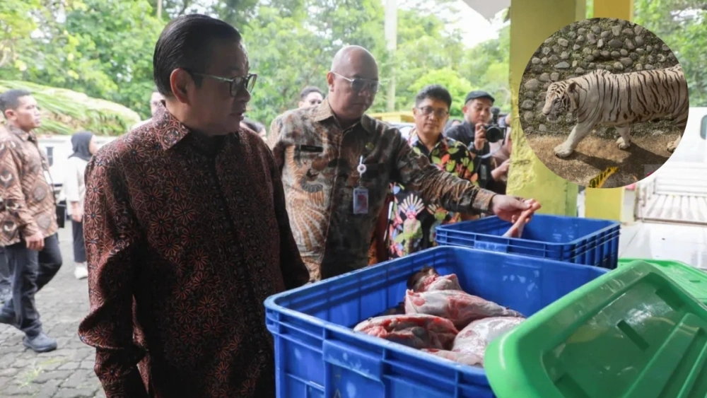 Apa Jenis Harimau Putih Milik Pramono Anung? Dititip di Ragunan