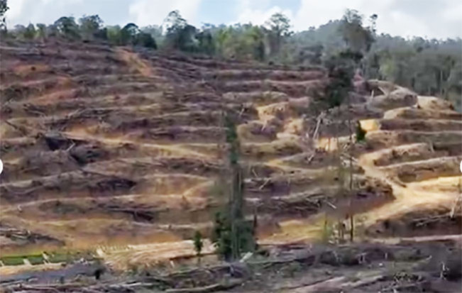 Kasus Perambahan Hutan Lindung Riau Oknum Ninik Mamak Terlibat, LAMR Pertimbangkan Sanksi Adat