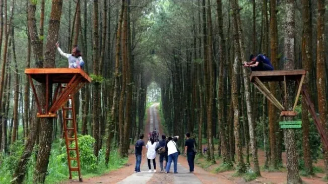 Ini Manfaat Hutan yang Jarang Kita Ketahui