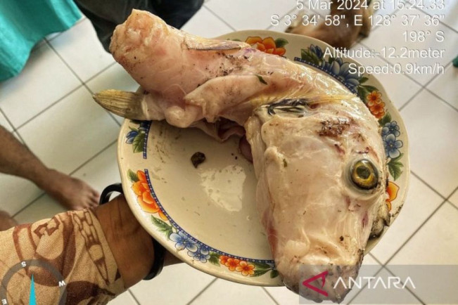 Warga Maluku Keracunan Ikan Buntal, Racunnya Lebih dari Sianida