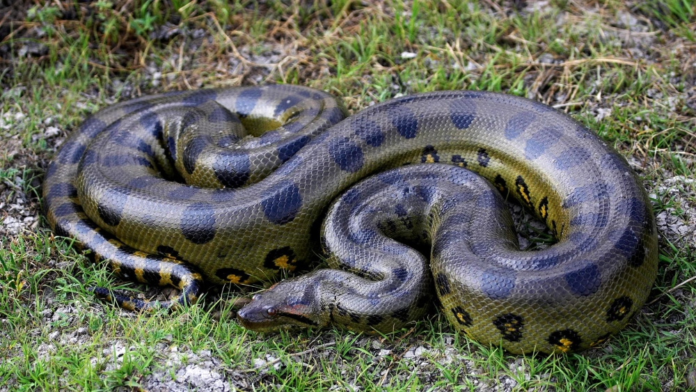 Anaconda Monster Ditemukan saat Syuting National Geographic Dipandu Will Smith