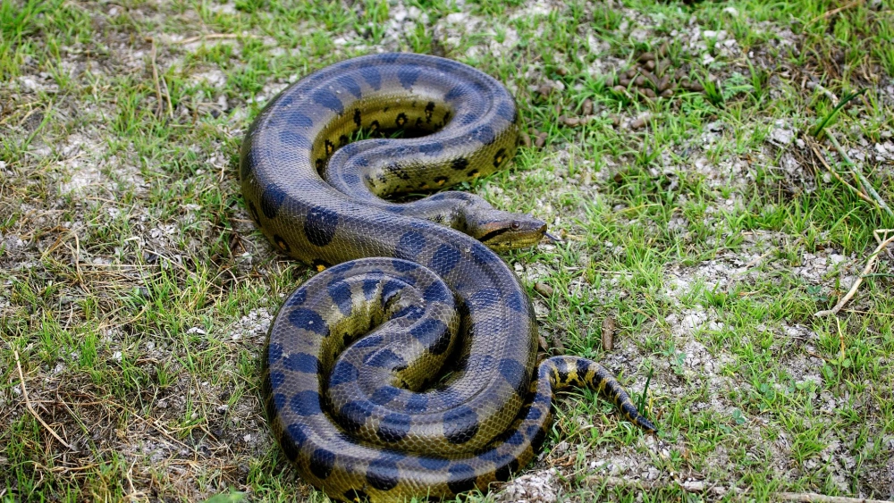 Ilustrasi Anaconda jenis baru ditemukan di pedalaman Amazon Ekuador saat syuting National Geographic [Canva]