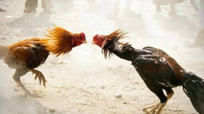 Sudah 2 Tahun Jadi Camat di Bekasi, Tapi Gak Tahu Ada Judi Sabung Ayam, Kok Bisa?
