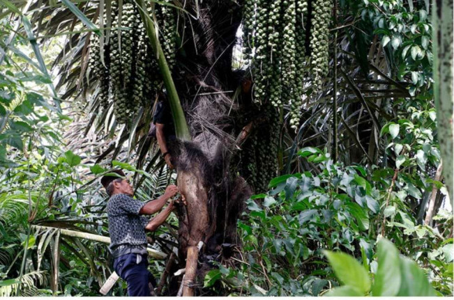 Mengenal Legenda Nusa Tenggara Barat, Pohon Enau Sebagai Perwujudan Gadis yang Terlantar