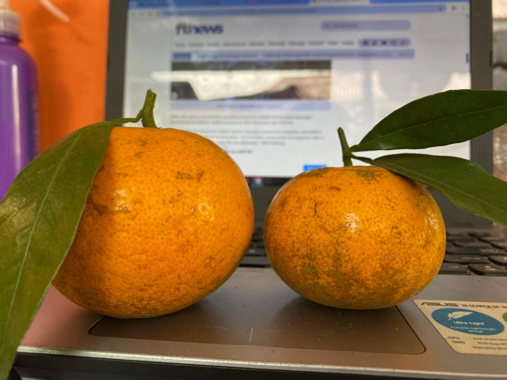 Jeruk Menjadi Sektor Yang Menjanjikan Meski Perawatan Yang Ekstra