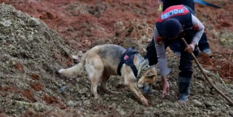 K9 Sedang Mencari Korban Bencana Yang Tertimbun Material Banjir Dan Longsor Foto Bnpb