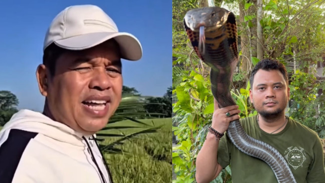 Panji Petualang Peringatkan Pelaku Teror Ular King Kobra ke Rumah KDM
