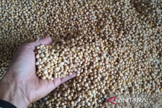 Penyuka Tempe, Kedelai Indonesia 80 Persennya Impor!