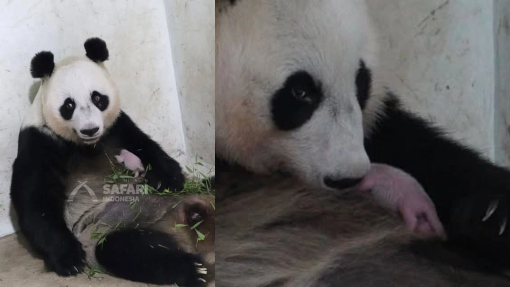 Presiden Prabowo Beri Nama Bayi Panda Pertama Lahir di Indonesia Satrio Wiratama, Ini Maknanya