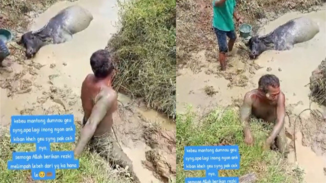 Sedih Video Viral Petani Menangis Tersedu-sedu karena Kerbaunya Mati di Aceh