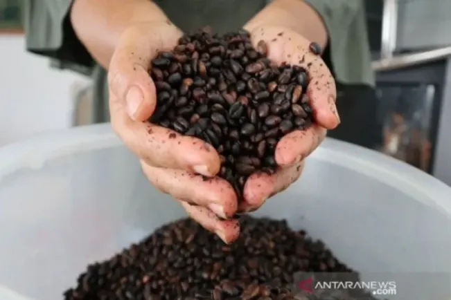 Indonesia Jadi Penghasil Ketiga Kopi Dunia, 80 Persennya Robusta