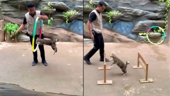 Viral Mini Zoo di Jember Tampilkan Sirkus Kucing: Satu-satunya Meong Pekerja Keras di Dunia