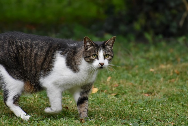 Kucing. (Pixabay @Ralphs_Fotos)