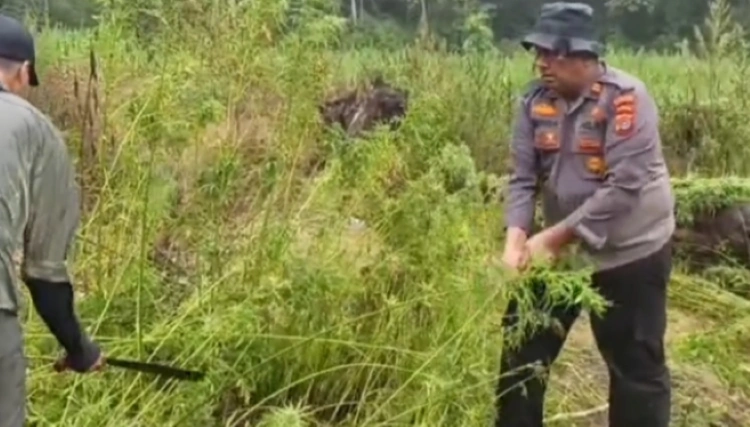 Ladang Ganja Kembali Ditemukan di Aceh! Kali Ini 51,75 Hektar di Gayo Lues