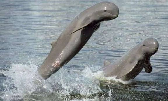 Status Kritis! Lumba-lumba Air Tawar Endemik Kalimantan Ini Hanya Tinggal Tunggu Waktu