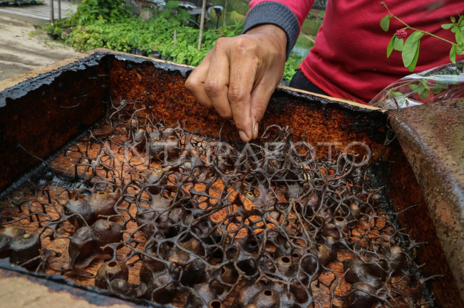 Jenis Madu Lokal Ini Perlu Kamu Tahu, Punya Banyak Manfaat