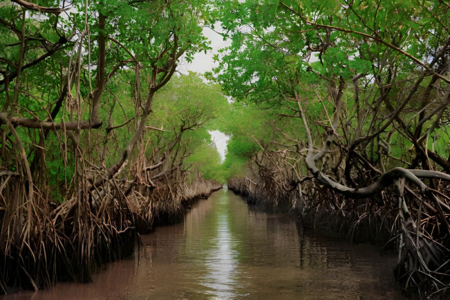 Jangan Lupakan Reforestasi Mangrove untuk Atasi Rob dan Abrasi
