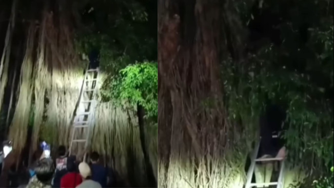 Viral Orang Hilang Tiga Hari Ditemukan di Atas Pohon Beringin Besar