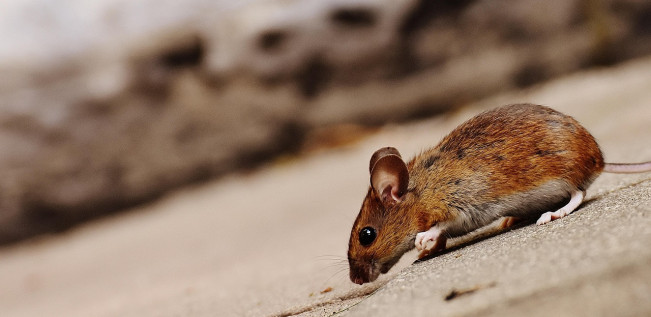 Deretan Cara Agar Tikus Hempas dari Rumah