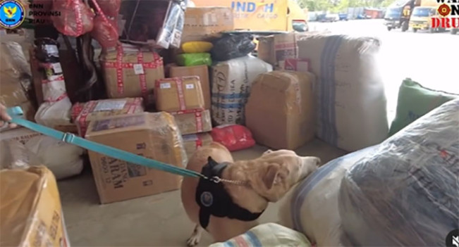 BNNP Riau gunakan K9 untuk mengendus narkoba di cargo/Foto: Instagram BNNP Riau