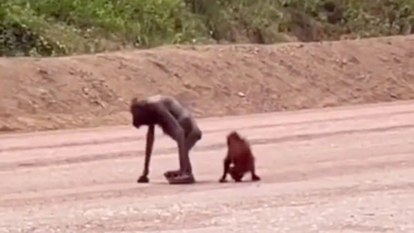 Orangutan Turun ke Jalan di Kutai Timur, Alarm Bahaya Hilangnya Habitat