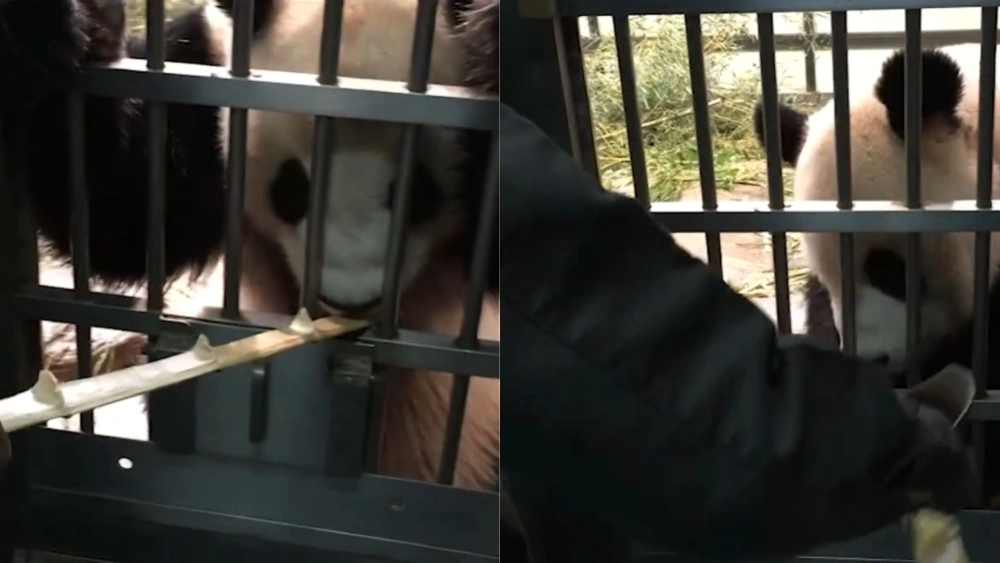 Panda di Ueno Zoo. [ig @ueno_zoo_official]