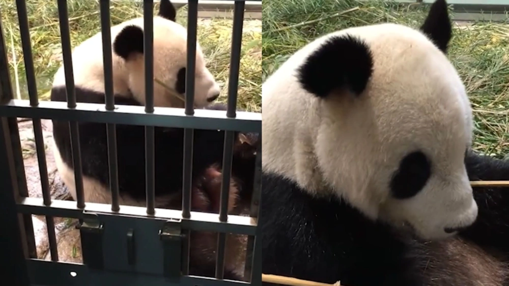 Tensi Meningkat, China Tarik Kembali 2 Pandanya dari Kebun Binatang Jepang