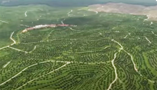 Penampakan kawasan Hutan Tesso Nilo/Foto: tangkap layar TV Tempo