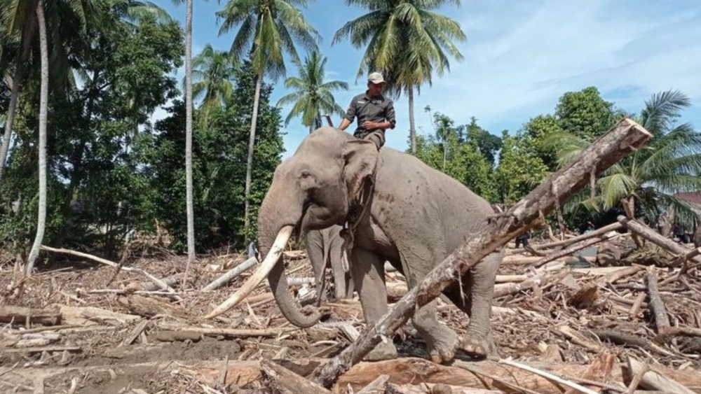 Tak Akan Dipulangkan, Ini Pernyataan BKSDA Aceh Soal Pengerahan Gajah di Lokasi Bencana