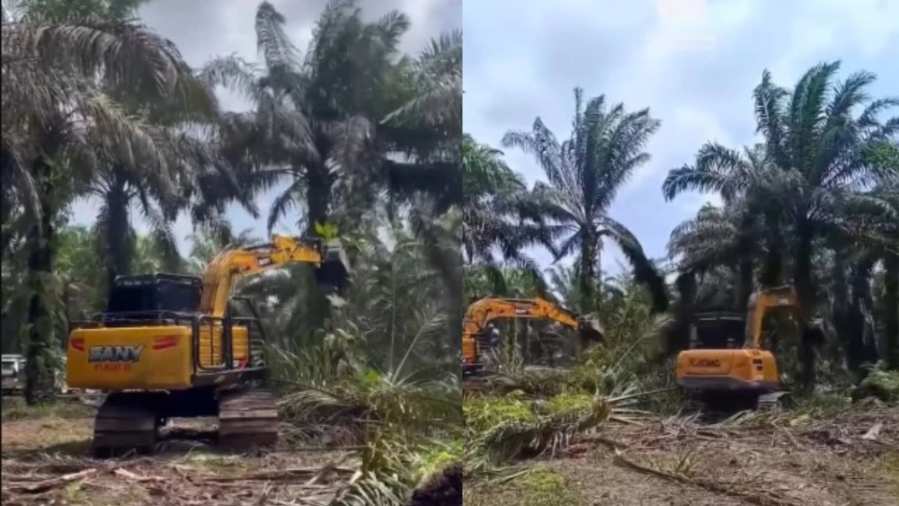 Pemerintah Tumbangkan Sawit di TN Tesso Nilo, Netizen Justru Soroti Pohonnya Sudah Tua-Tua