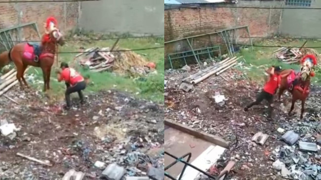 Viral Penyiksaan Kuda di Cimahi, Dipukul Kayu hingga Ditarik Paksa