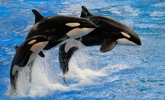 10 Fakta tentang Orca, Kenapa Disebut Paus Pembunuh?