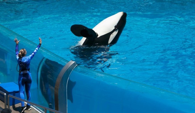 Berlokasi di Pacific Blue Marine Park, Ini Fakta Baru Berita Viral Jessica Radcliffe Dimakan Orca