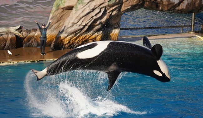 Film tentang Killer Whale dan Manusia, Salah Satunya Orca (1977)